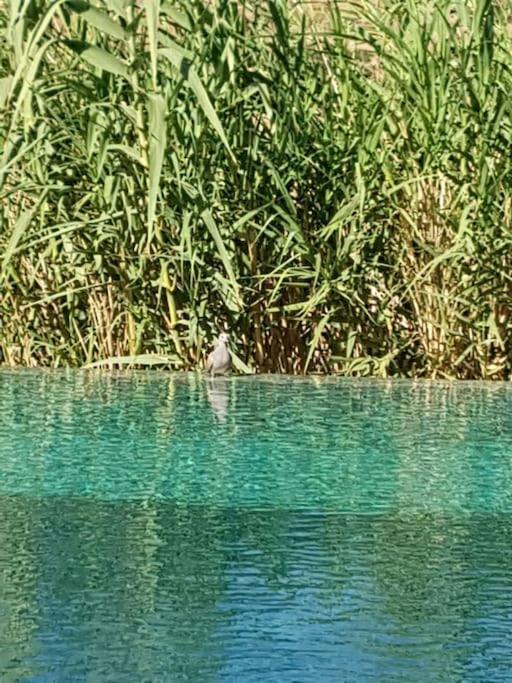 Le Figuier Du Lac Bin Elouidane Eksteriør bilde